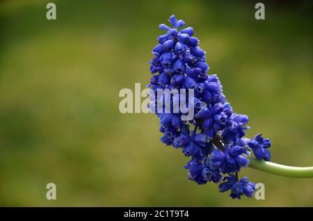 Single Double-Flowered Muscari (Blue Spike) Grape Hyacinth Flowerhead grown in a English Border. Stock Photo