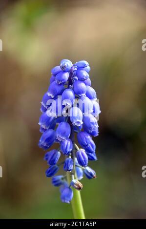 Single Double-Flowered Muscari (Blue Spike) Grape Hyacinth Flowerhead grown in a English Border. Stock Photo