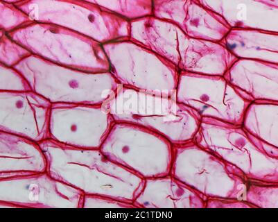 Onion epidermus micrograph Stock Photo - Alamy