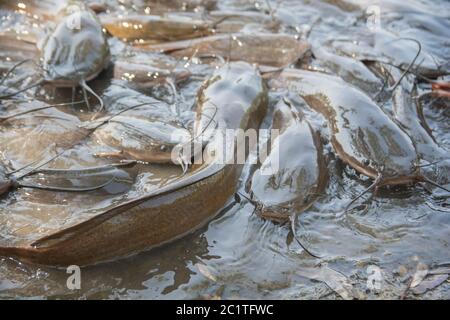 Group of African Sharptooth Catfish (Clarias gariepinus) Stock Photo