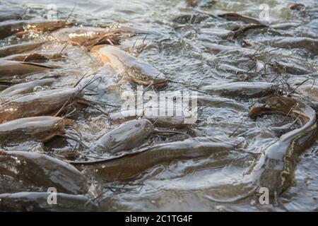 Group of African Sharptooth Catfish (Clarias gariepinus) Stock Photo