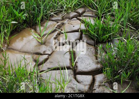 The silt, clay with deep cracks during low tide in the river Avon, with new green grass in springtime Stock Photo