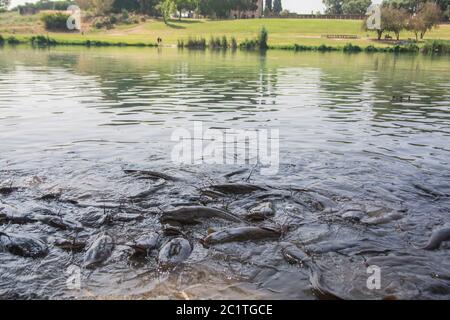 Group of African Sharptooth Catfish (Clarias gariepinus) swimming together in a park's lake Stock Photo