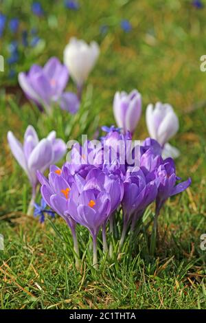 Crocuses on March Meadow Stock Photo