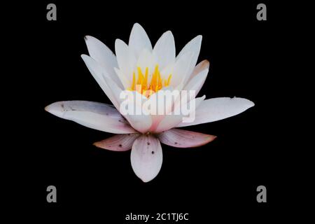 Pink water lily on the black background, isolated with clipping path Stock Photo