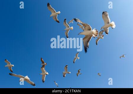 Many seagulls fly against the blue sky Stock Photo