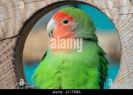 Lilian's lovebird green exotic parrot bird Stock Photo