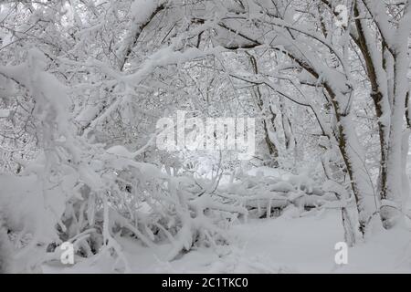 snow covered branches in winter forest Stock Photo