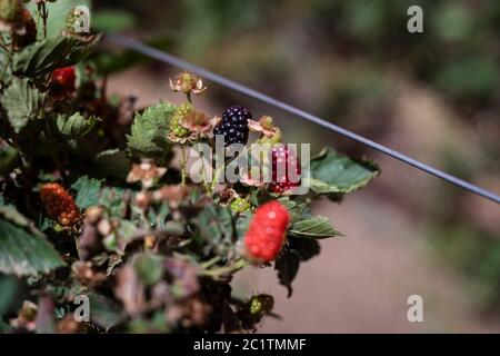 Fresh berry red and black on the tree. Stock Photo