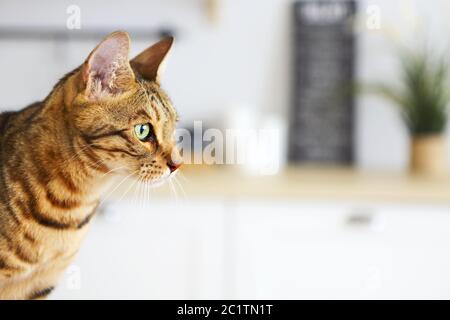 Bengal cat on white background sits sideways, looks aside