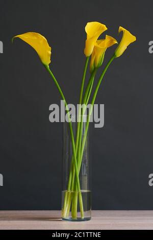 Beautiful bouquet of yellow calla flowers in a vase. Stock Photo