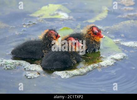 Chick of a chicken Fulica atra from Federsee Stock Photo