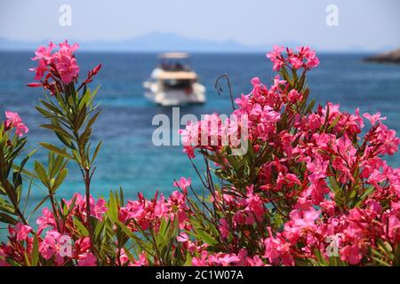 Oleander flowers in Croatia. Pupnatska Luka beach in Korcula island. Stock Photo