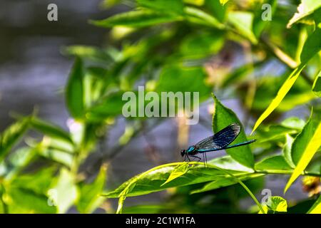 Banded Demoiselle dragonfly (Calopteryx splendens) - male in British park Stock Photo