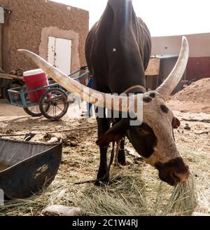 Portrait of ankole-watusi bighorned bull, Agadez cattle market, Niger Stock Photo