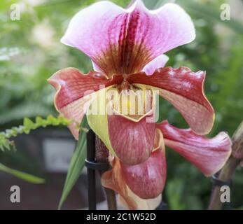 Lady's Slipper Orchid, Paphiopedilum Stock Photo