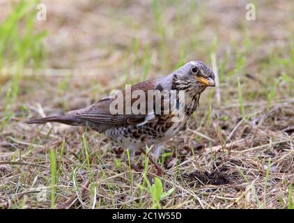 Juniper thrush Turdus pilaris Stock Photo