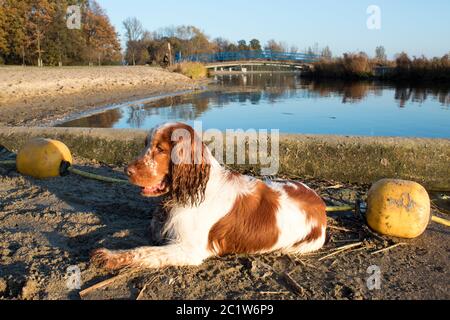 A portrait of an english cocker in front of some floats and a lake Stock Photo