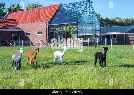 group of alpaca's in front of a greenhouse Stock Photo