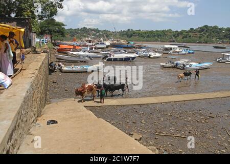 Group of people driving cattle on beach harbour, Andoany Harbour or Hell-Ville Harbour, Nosy Be, Madagascar. Stock Photo