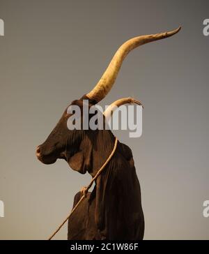 Portrait of ankole-watusi bighorned bull, Agadez cattle market, Niger Stock Photo