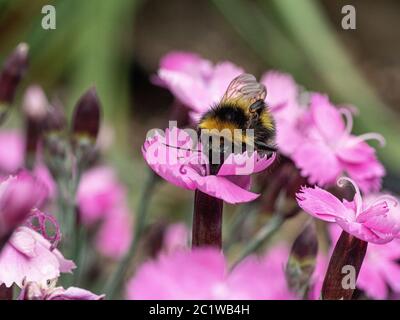 A close up of a bumble bee feeding on the pink flower of Dianthus Dinetta