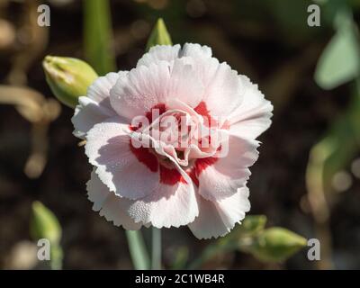 A single white and red centred flower of Dianthus Doris Elite Stock Photo