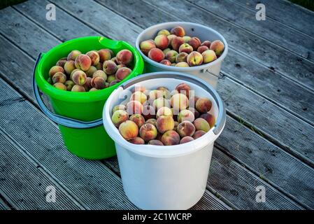 Buckets with freshly picked peaches in a garden Stock Photo