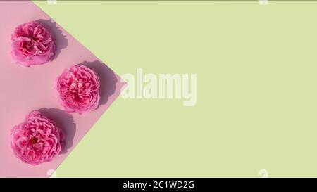 Flower border of pink peony flower on white background. Flat lay, top view. Peony flower texture. Stock Photo