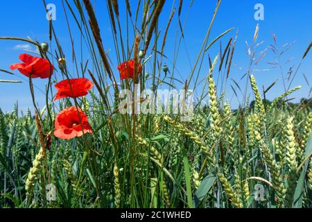 Corn poppies and grasses in a grain field in closeup against a blue sky Stock Photo