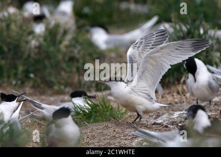 SANDWICH TERN (Sterna sandvicensis) chick exercising its wings, UK. Stock Photo