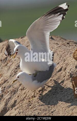 COMMON GULL (Larus canus) seagull pair mating, Scotland, UK. Stock Photo