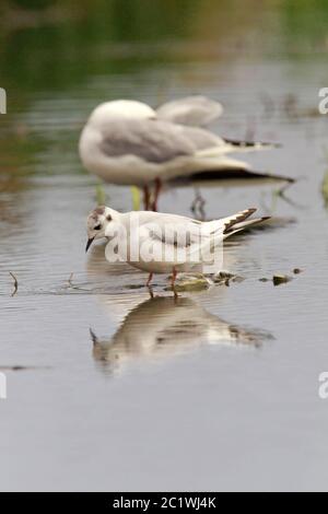 LITTLE GULL immature bird stood in shallow freshwater, Scotland, UK. Stock Photo