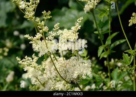 Meadowsweet Mead Wort Filipendula ulmaria  sickly sweet frothy flower flowers Stock Photo