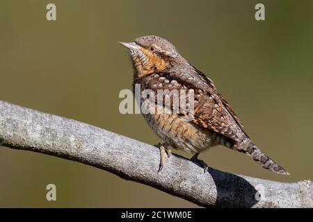 Eurasian Wryneck (Jynx torquilla),  adult perched on a branch, Campania, Italy Stock Photo