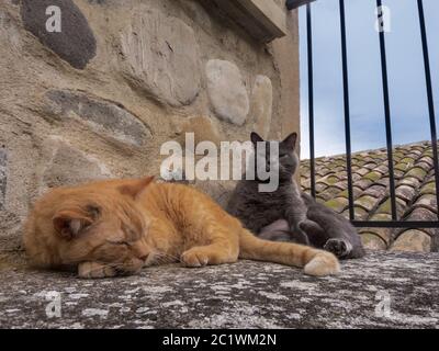 two cats sleeping at the wall Stock Photo