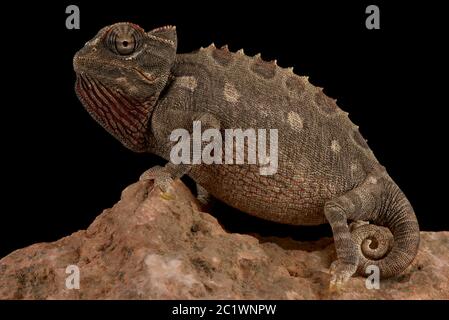 Namaqua chameleon (Chamaeleo namaquensis) Stock Photo