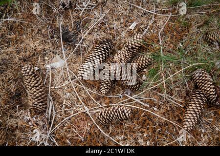 spruce cones lie on the ground of a clear cutted spruce forest in the Koenigsforest near Cologne, North Rhine-Westphalia, Germany.  Fichtenzapfen lieg Stock Photo