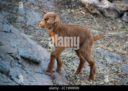 Brown baby goat walking and climbing up rocks Stock Photo
