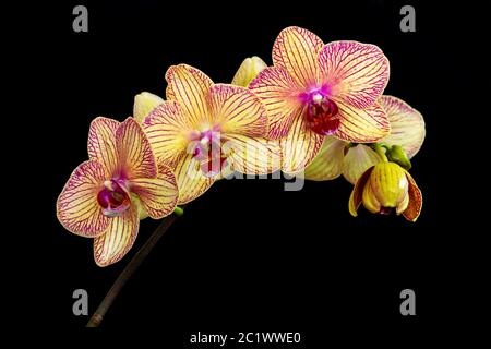 Yellow and pink moth orchid (phalaenopsis) stem on black background Stock Photo