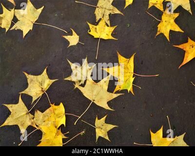 Fallen golden Japanese maple leaves lying on the ground in autumn Stock Photo