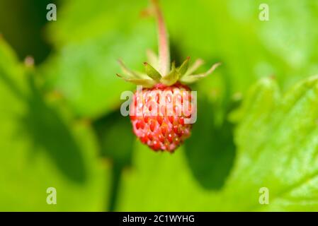 Wild Strawberry (Fragaria vesca) growing in a garden in Kent, UK - June. Also known as woodland strawberry, Alpine strawberry, Carpathian strawberry,