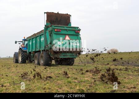 spreading manure on a meadow, Netherlands Stock Photo