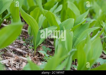 European lily-of-the-valley (Convallaria majalis), young leaves before flowering, Germany Stock Photo