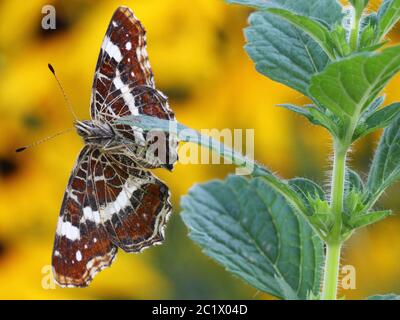 map butterfly (Araschnia levana), sits on tip of a leaf, underside of wings, Germany, Bavaria, Niederbayern, Lower Bavaria Stock Photo