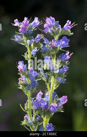 blueweed, blue devil, viper's bugloss, common viper's-bugloss (Echium vulgare), flowers, Germany Stock Photo