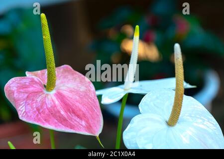 Anthuriums bloom in a small garden. The perennial tree, with short stems, often grows in bushes. Stock Photo