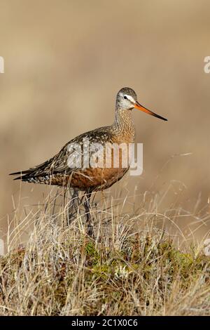 hudsonian godwit (Limosa haemastica), Adult male in breeding plumage standing in arctic tundra, Canada, Manitoba Stock Photo