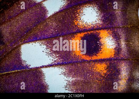 Lesser Purple Emperor (Apatura ilia, Apatura barcina), detail of wing patterns of a male, shiny blotches, Germany, Bavaria, Niederbayern, Lower Bavaria Stock Photo