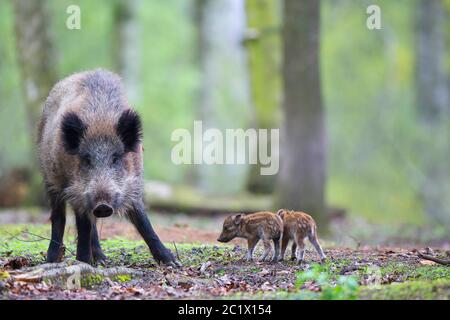 wild boar, pig, wild boar (Sus scrofa), female with runts, Belgium, Ardennes Stock Photo
